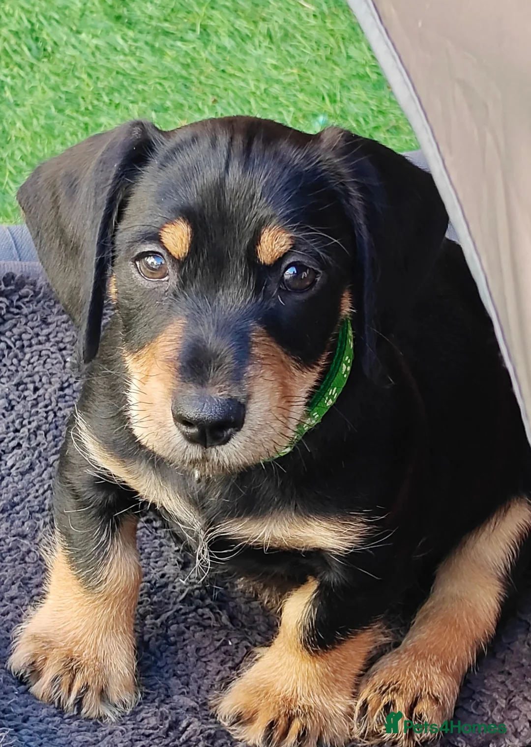 Mixed Breed dogs for sale: Mini Schnauzer X Mini Daschund puppies  - Advert 2