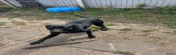 Labrador Retriever dogs for sale: Dog for sale in Dudley - Advert 4