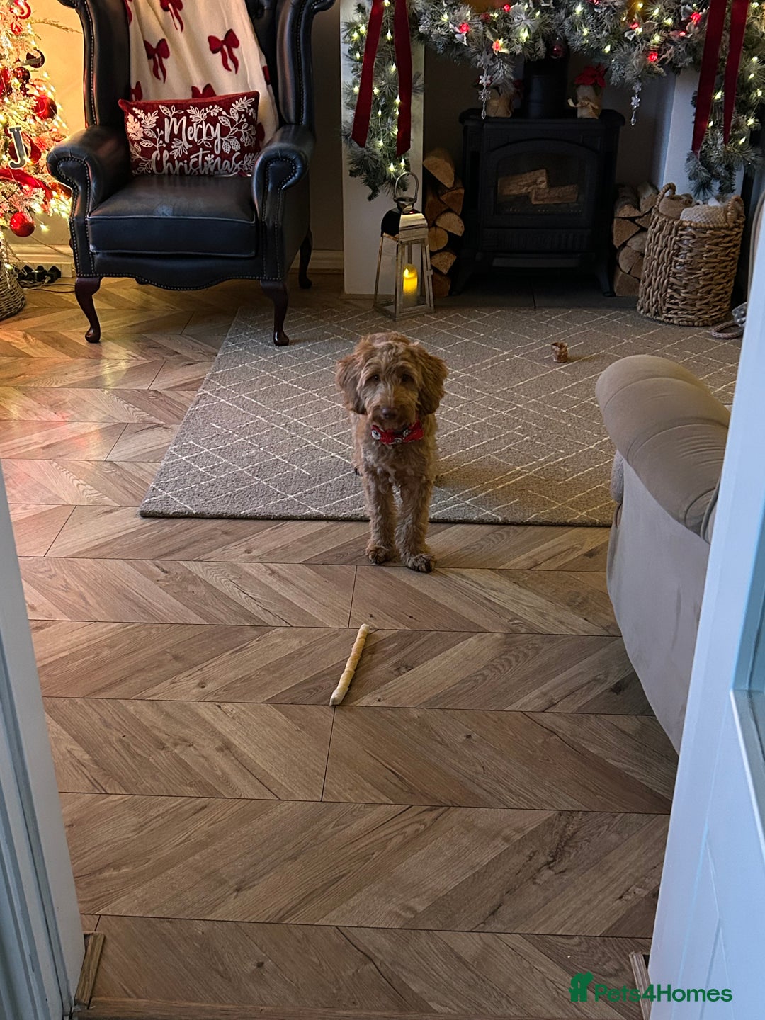 Cavapoo dogs for sale:  Cavapoo puppy  for re-homing - Advert 3