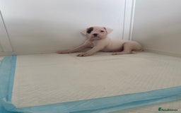 Boxer dogs for sale: Stunning Bob and long tail litter - Image 21