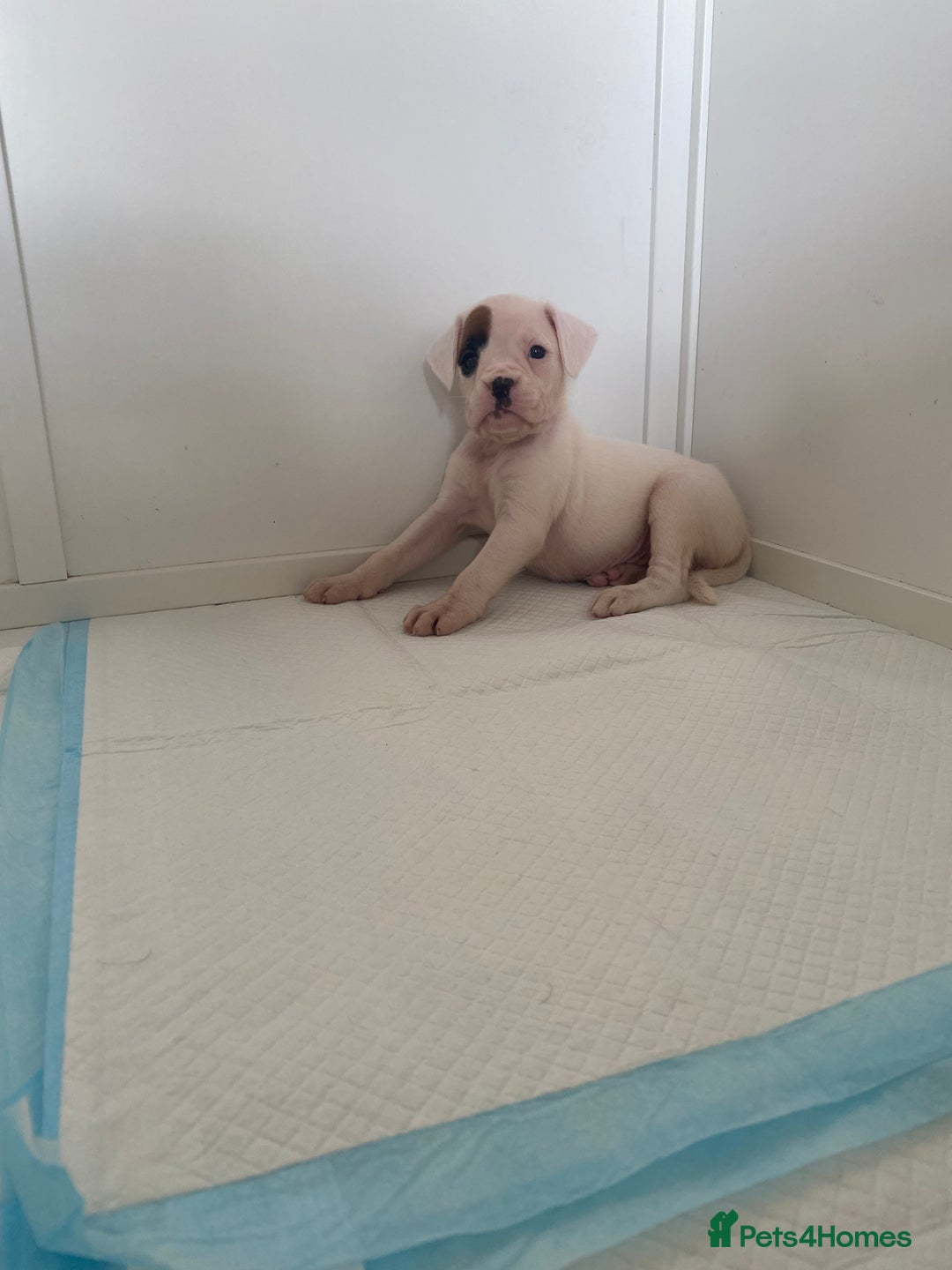 Boxer dogs for sale: Stunning Bob and long tail litter - Image 21