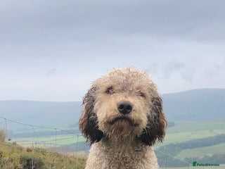 Lagotto Romagnolo dogs in Lancaster - Advert 1
