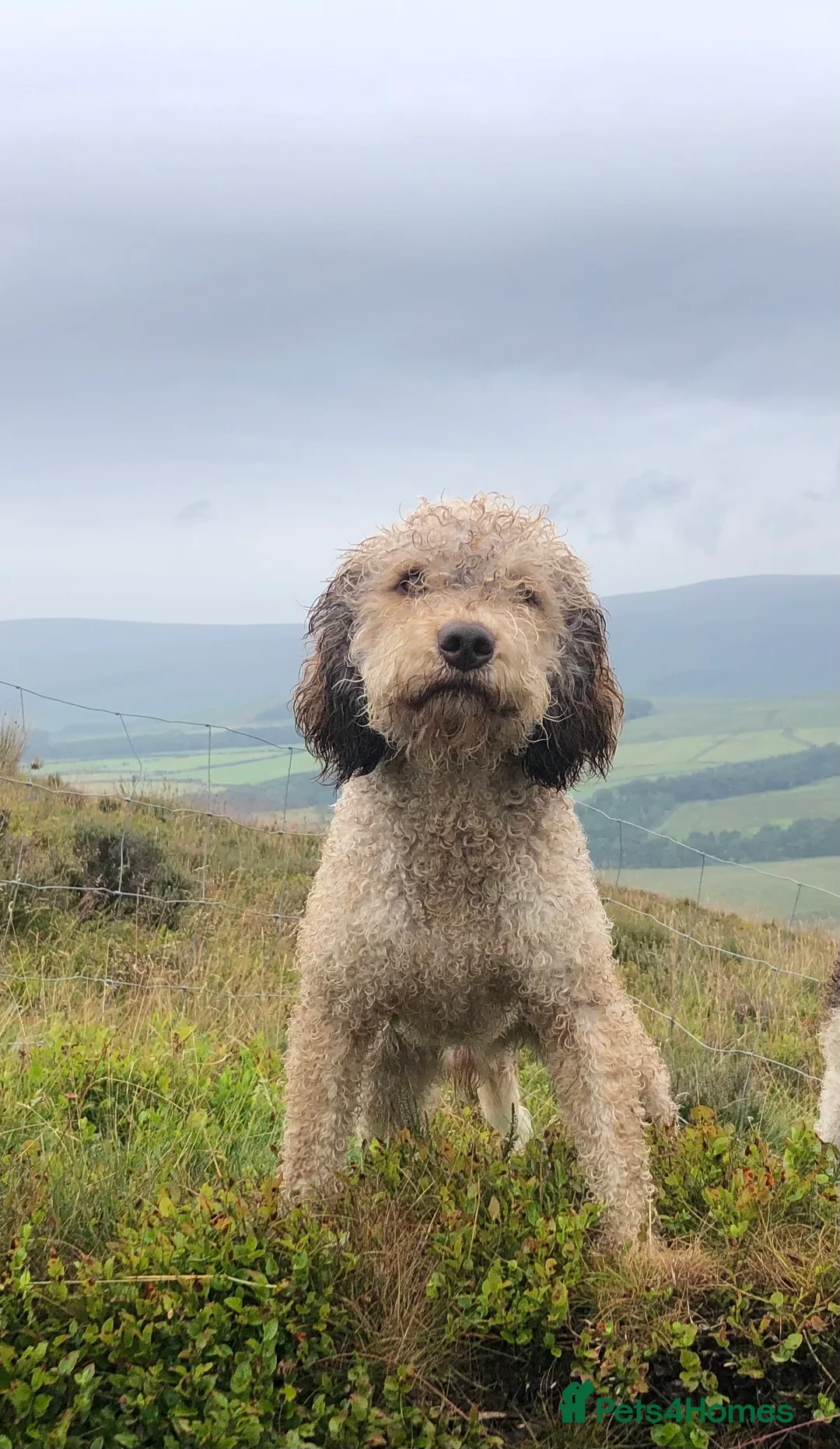 Lagotto Romagnolo dogs for stud: Excellent working lagotto standing at stud in Lancaster - Advert 1