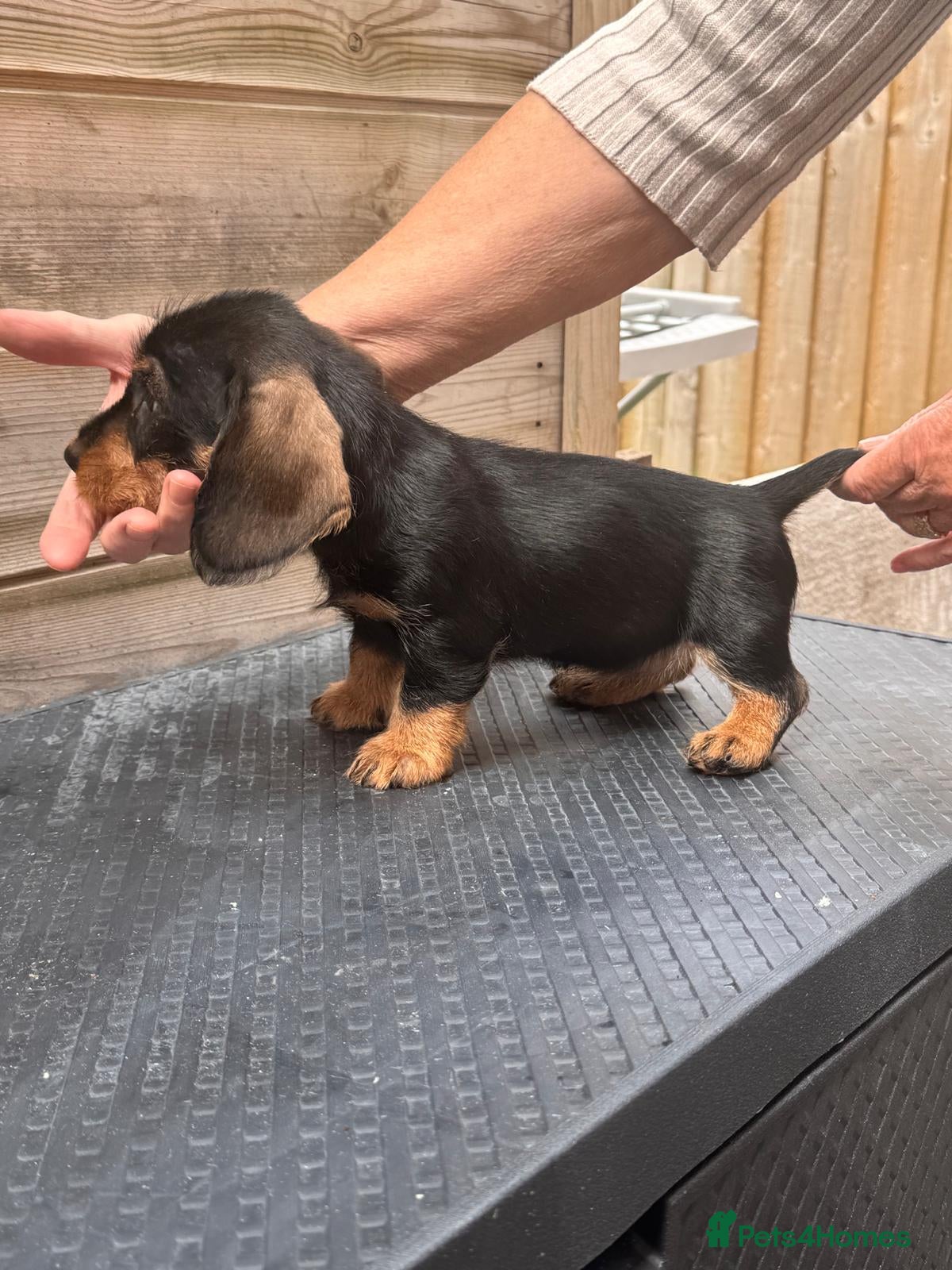Dachshund dogs READY To LEAVE dachshund wire haired puppy’s  - Advert 10