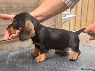 Dachshund dogs READY To LEAVE dachshund wire haired puppy’s - Advert 10