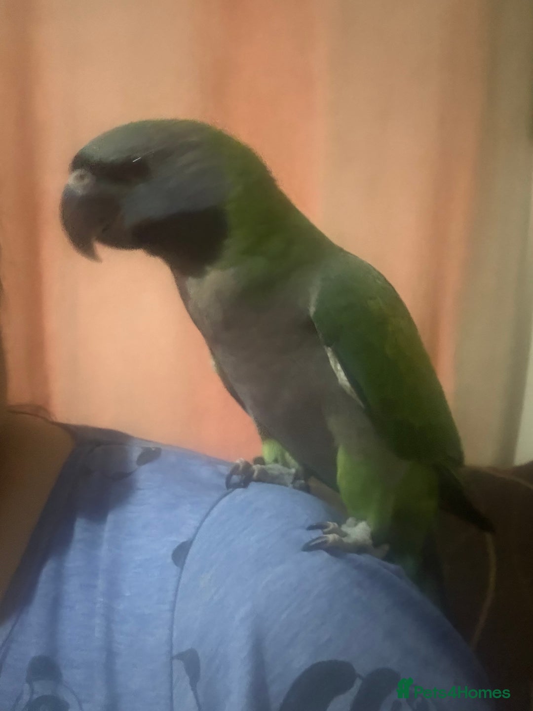 Parrots birds for sale: Handreared Derbyran parrot - Image 13