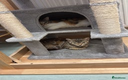 Mixed Breed cats for sale: KITTENS READY TO LEAVE 7/12 - Advert 7