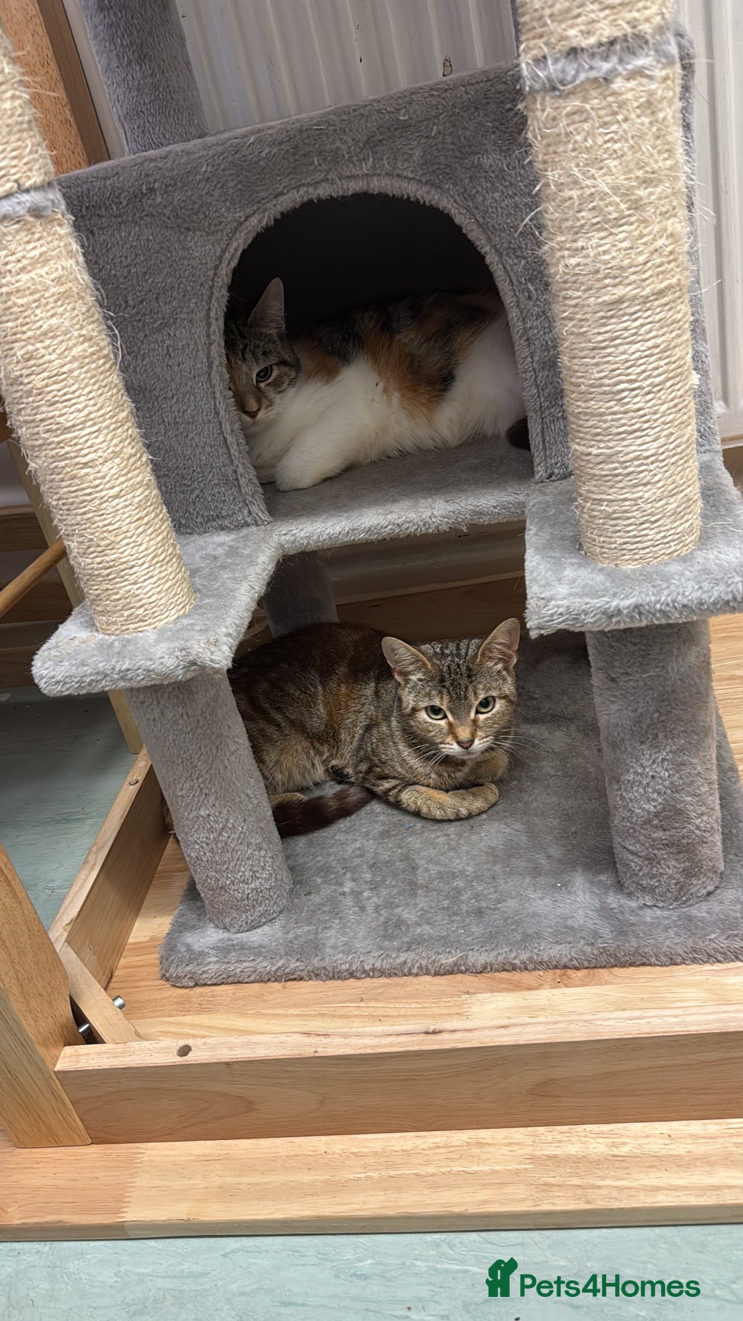 Mixed Breed cats for sale: KITTENS READY TO LEAVE 7/12 - Advert 7