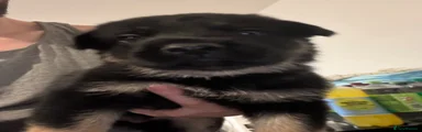 German Shepherd 1