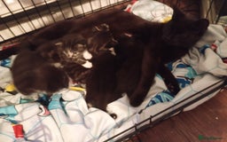 Domestic Shorthair cats for sale: Kitten for sale - Image 6