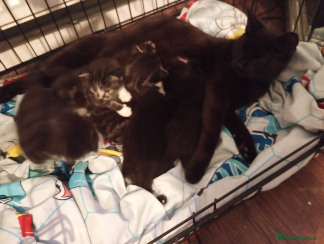Domestic Shorthair cats for sale: Kitten for sale - Image 6