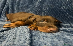 Dobermann dogs for sale: 7 handsome doberman pups - Image 2