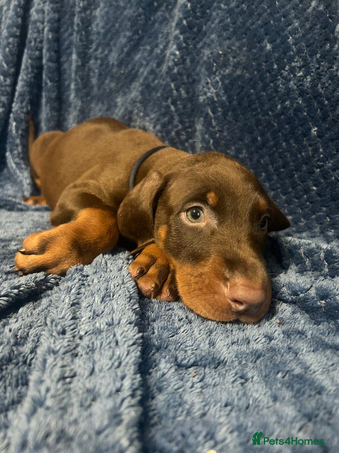 Dobermann dogs for sale: 7 handsome doberman pups - Image 2