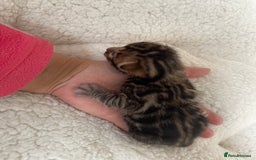 Bengal cats for sale: Bengal kittens for sale-Stunning 3-color Rosettes  - Image 11