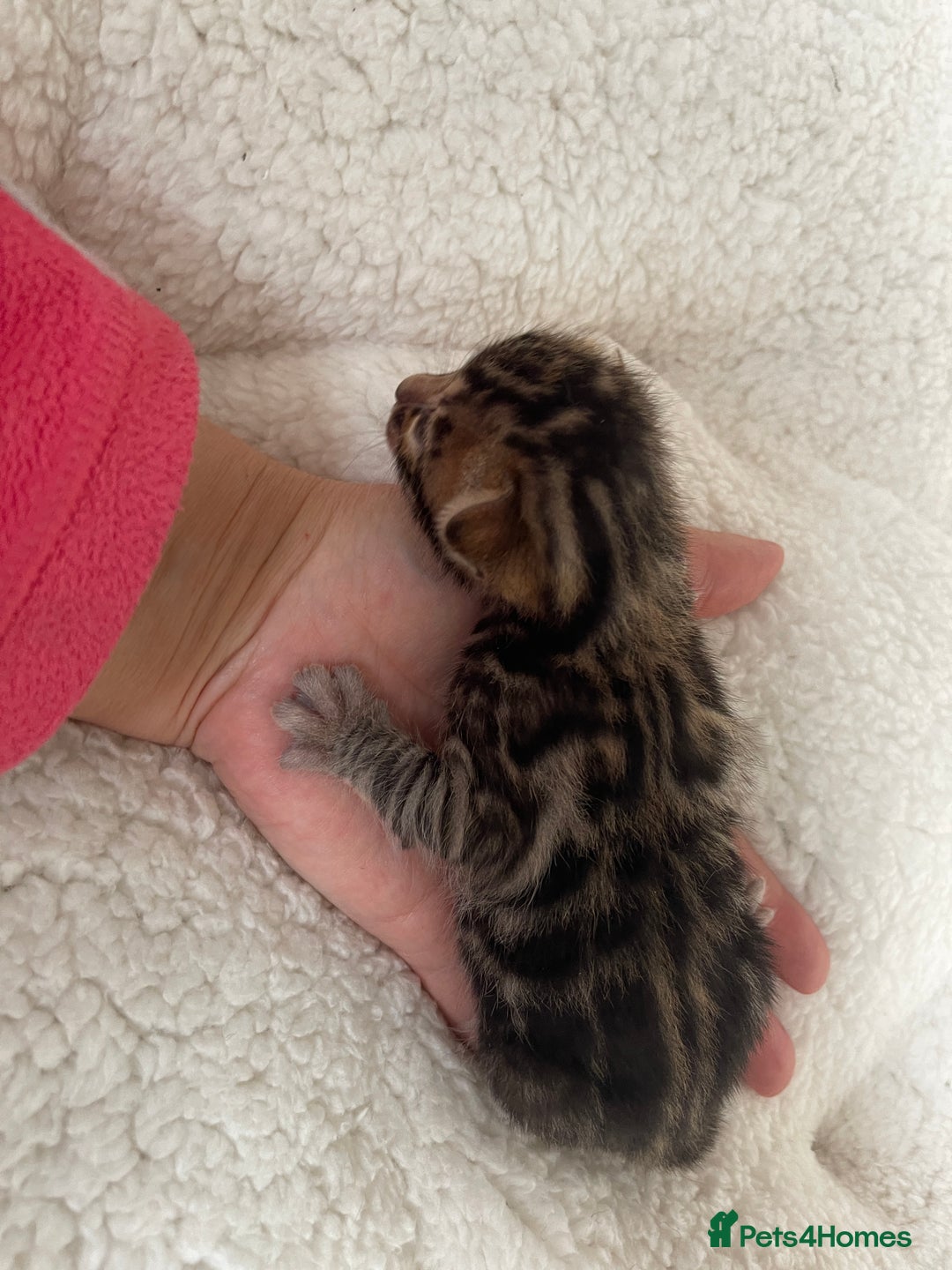 Bengal cats for sale: Bengal kittens for sale-Stunning 3-color Rosettes  - Image 11