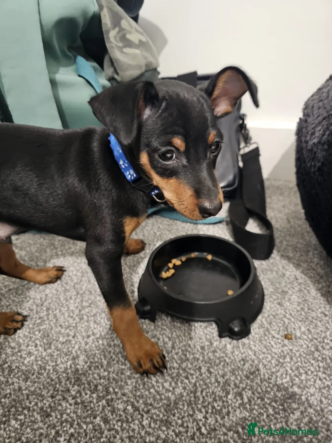 Miniature Pinscher dogs for sale: Miniature pinscher pups - Advert 26