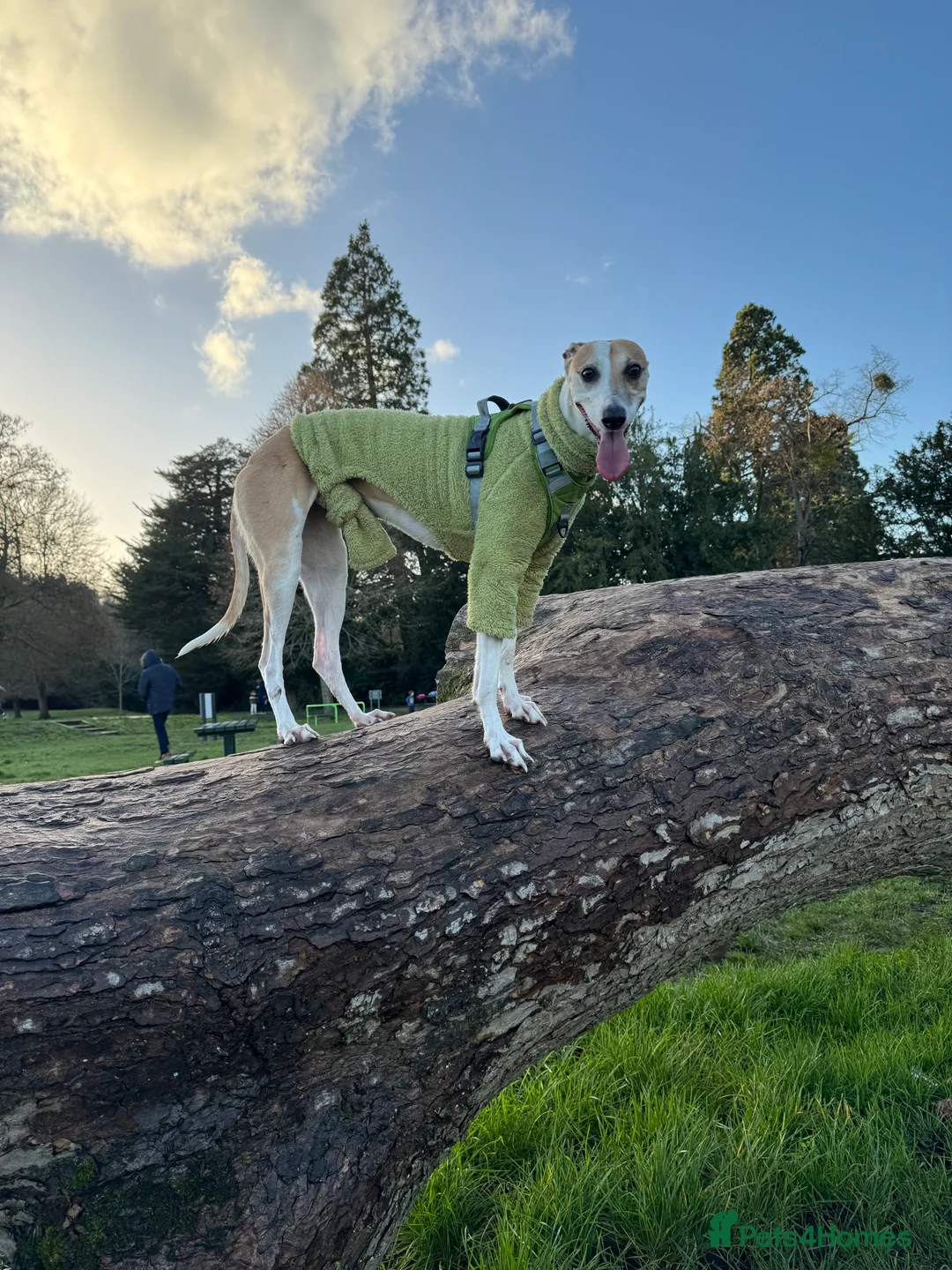 Greyhound dogs for sale: Greyhound - Advert 8