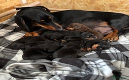 Dachshund dogs for sale: Kc standard Black and Tan dachshunds - Image 7