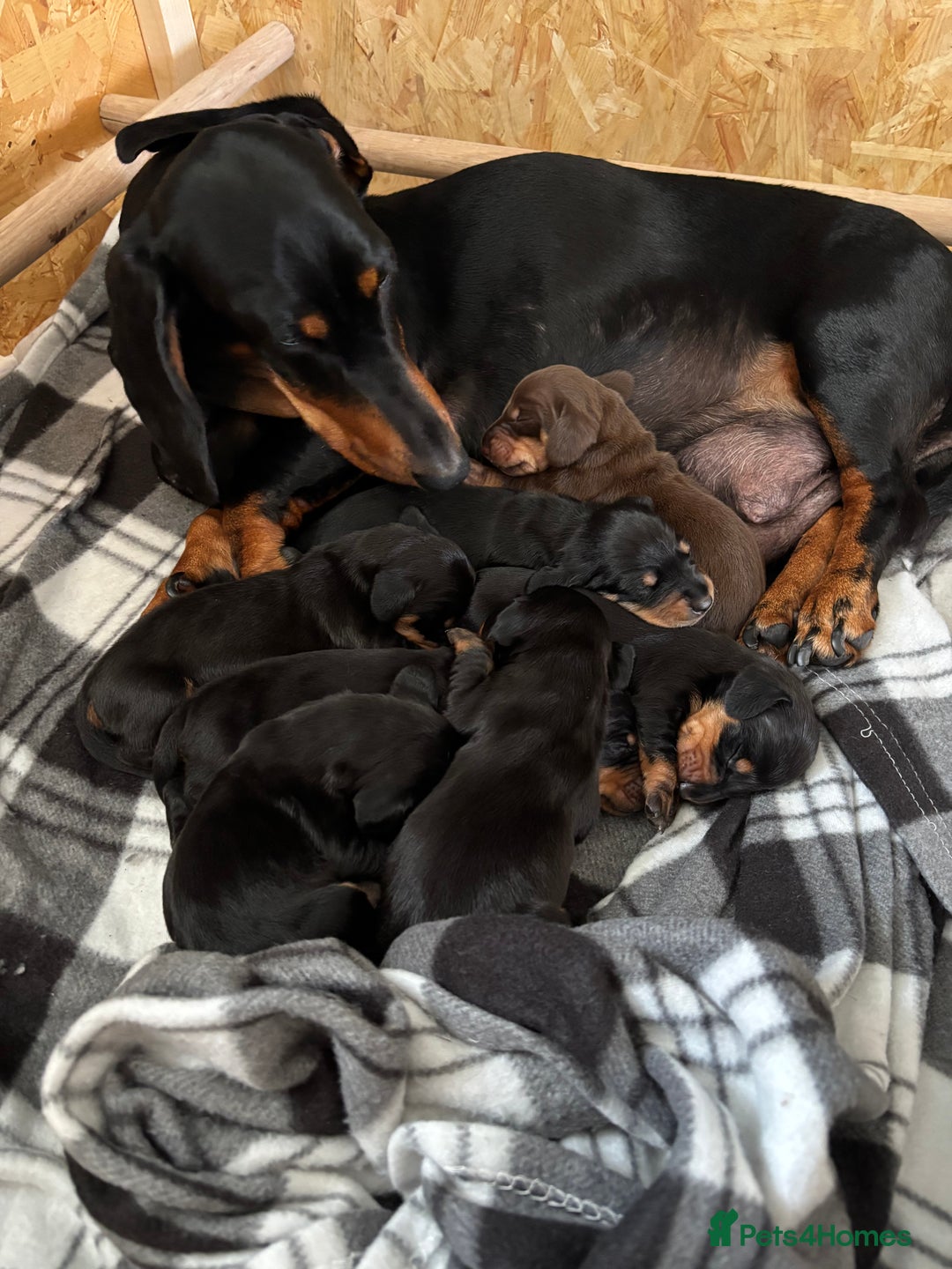 Dachshund dogs for sale: Kc standard Black and Tan dachshunds - Image 7