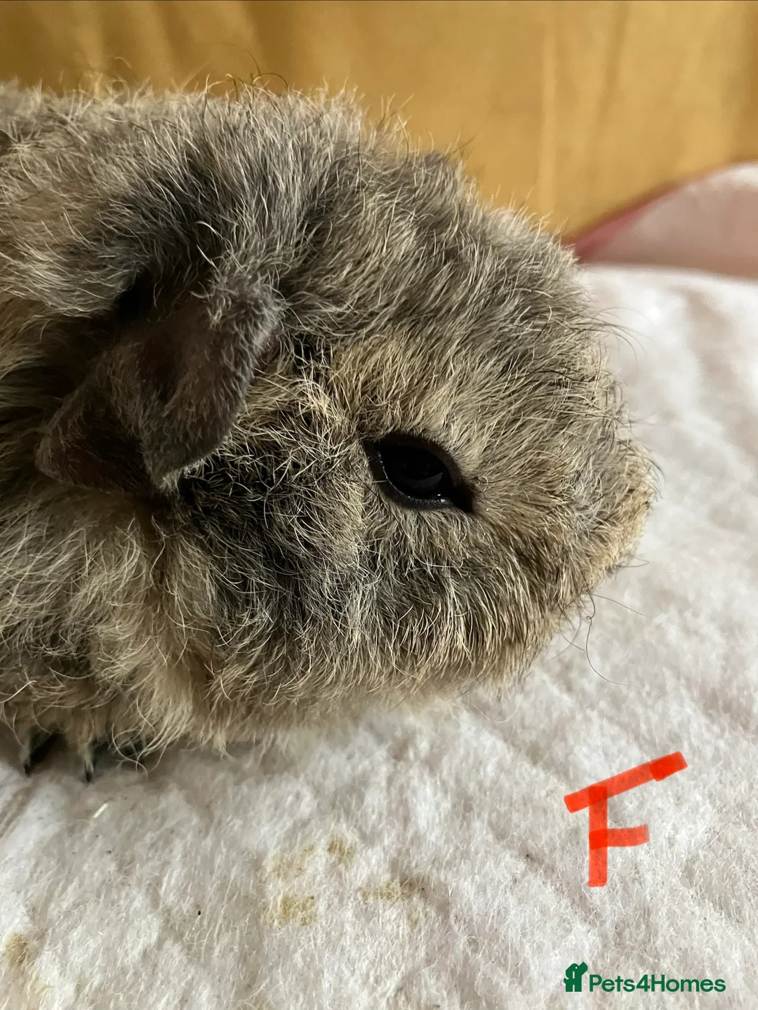Mixed Breed rodents for sale: Baby guinea pigs  - Advert 7