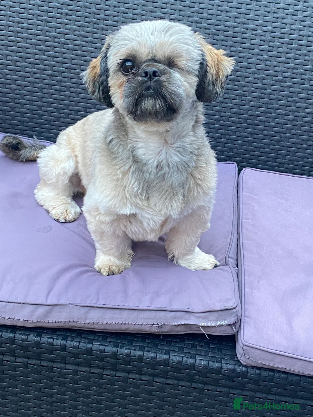 Shih Tzu dogs for sale: 2year old shih tzu jeff - Advert 2