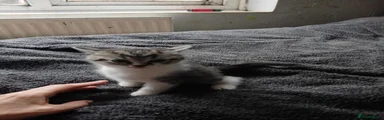 Mixed Breed 5