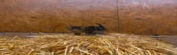 Mixed Breed cats for sale: OUTDOOR KITTENS - Advert 5