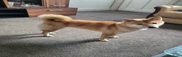 Japanese Shiba Inu dogs for sale: Shiba inu girl - Advert 3