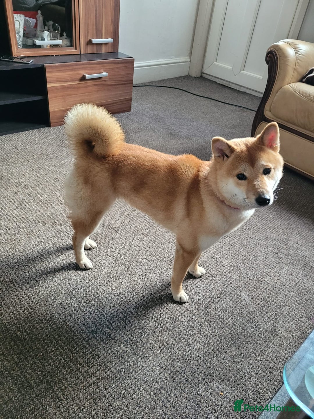 Japanese Shiba Inu dogs for sale: Shiba inu girl - Advert 3