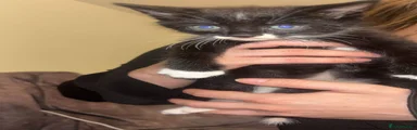 Maine Coon 5