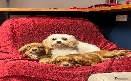 Cavachon dogs for sale: Playful boys ready to go  - Image 2