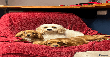 Cavachon dogs - Advert 1
