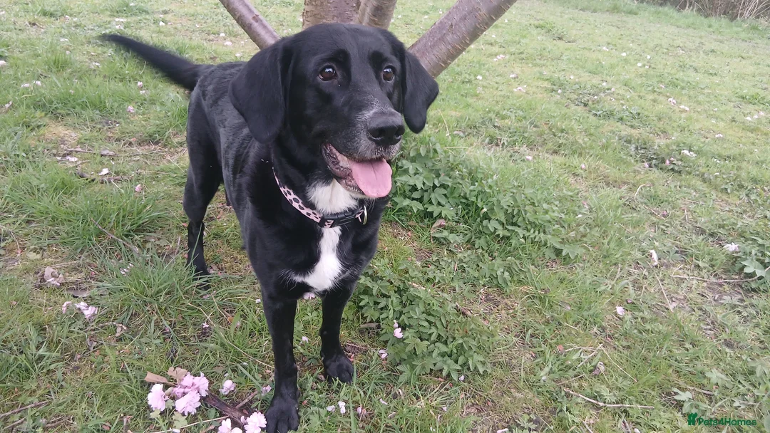 Mixed Breed dogs for sale: Beautiful Cockapoo and Retriever x puppies  in Manchester - Advert 3