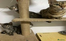 Bengal cats for sale: BEAUTIFUL HALF BENGAL KITTENS - Image 8