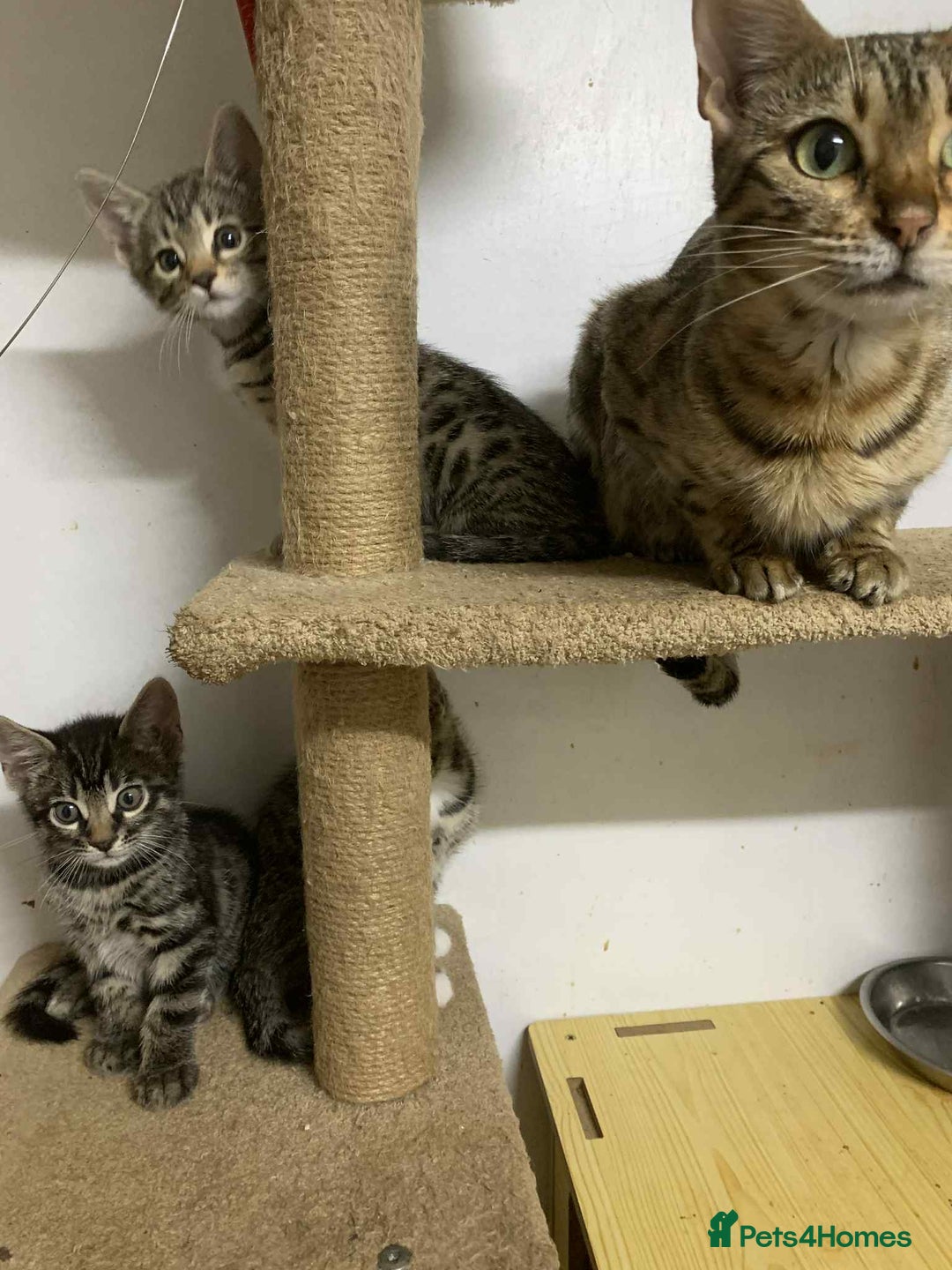 Bengal cats for sale: BEAUTIFUL HALF BENGAL KITTENS - Image 8