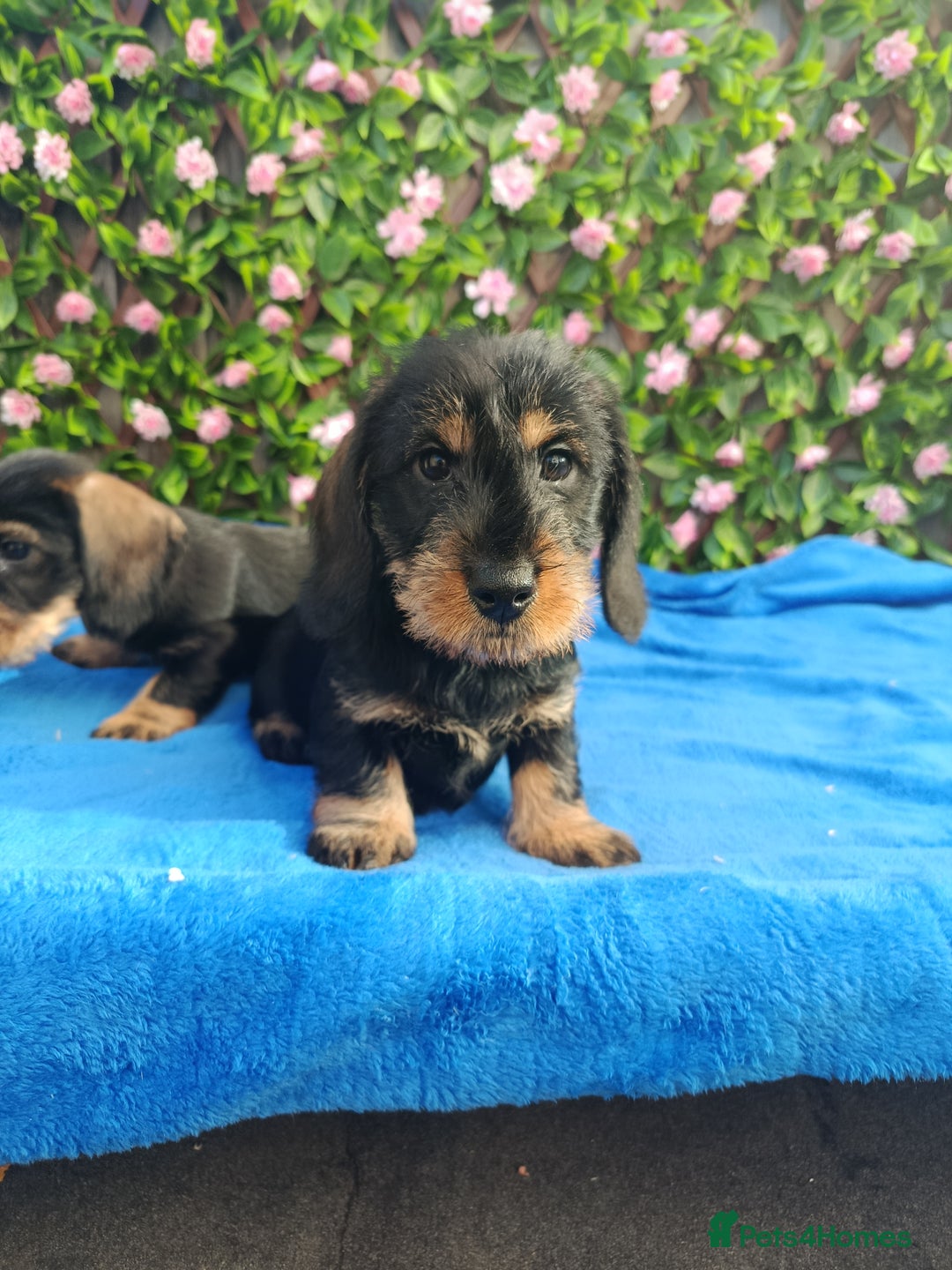 Miniature Dachshund dogs for sale: STUNNING SHOW QUALITY MINI WIRES PRA LAFORA CLEAR - Advert 3