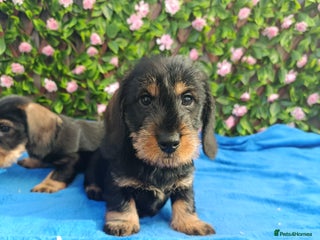 Miniature Dachshund dogs STUNNING SHOW QUALITY MINI WIRES PRA LAFORA CLEAR - Advert 15