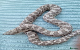 Snake reptiles for sale: Western hognose snakes available  - Image 10