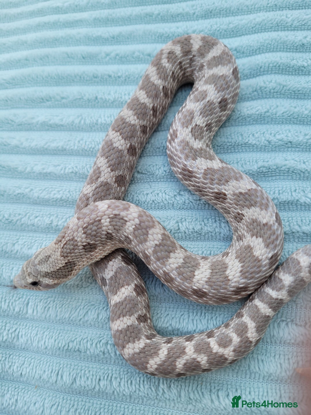 Snake reptiles for sale: Western hognose snakes available  - Image 10