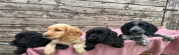 Cocker Spaniel dogs for sale: Cocker Spaniel puppies  - Advert 4
