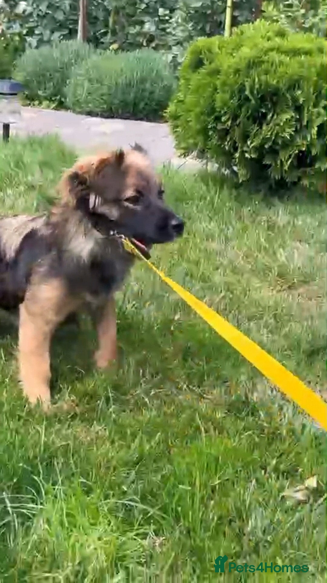 Mixed Breed dogs for adoption: 💖🐶 JENNY 🐶💖 - Image 12