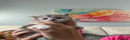 Maine Coon cats for sale: Beautiful pedigree Mainecoon kittens - Advert 8