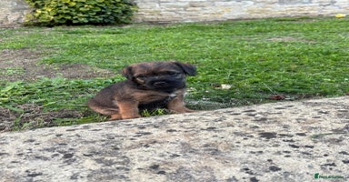 Border Terrier dogs - Advert 10