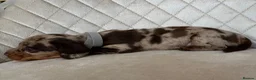 Miniature Dachshund dogs for sale: ✨ Beautiful Litter of Miniature Dachshunds ✨ - Advert 13