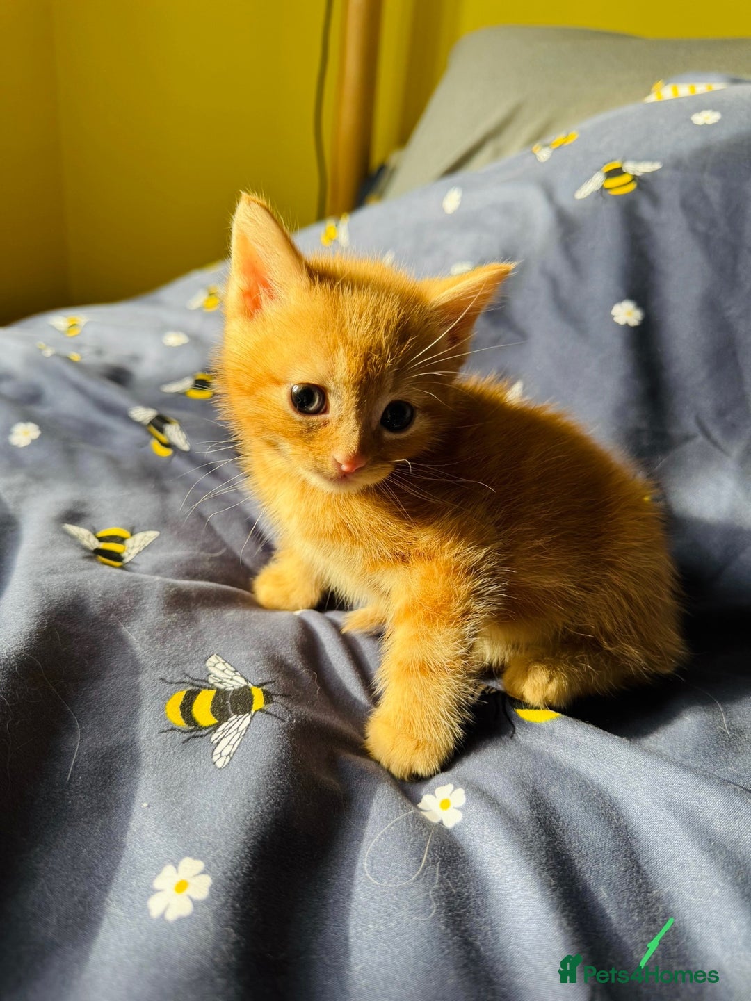 European cats for sale: 💖 Purr-fect Kittens Ready to Melt Your Heart! 😻 - Image 2