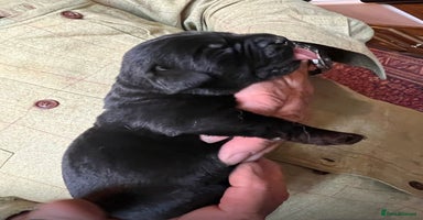 Labrador Retriever dogs - Advert 12