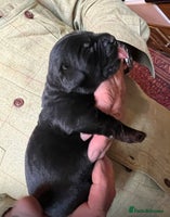 Labrador Retriever dogs - Advert 1