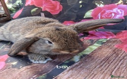 Dwarf Lop rabbits for sale: Baby dwarf rabbits - Image 1