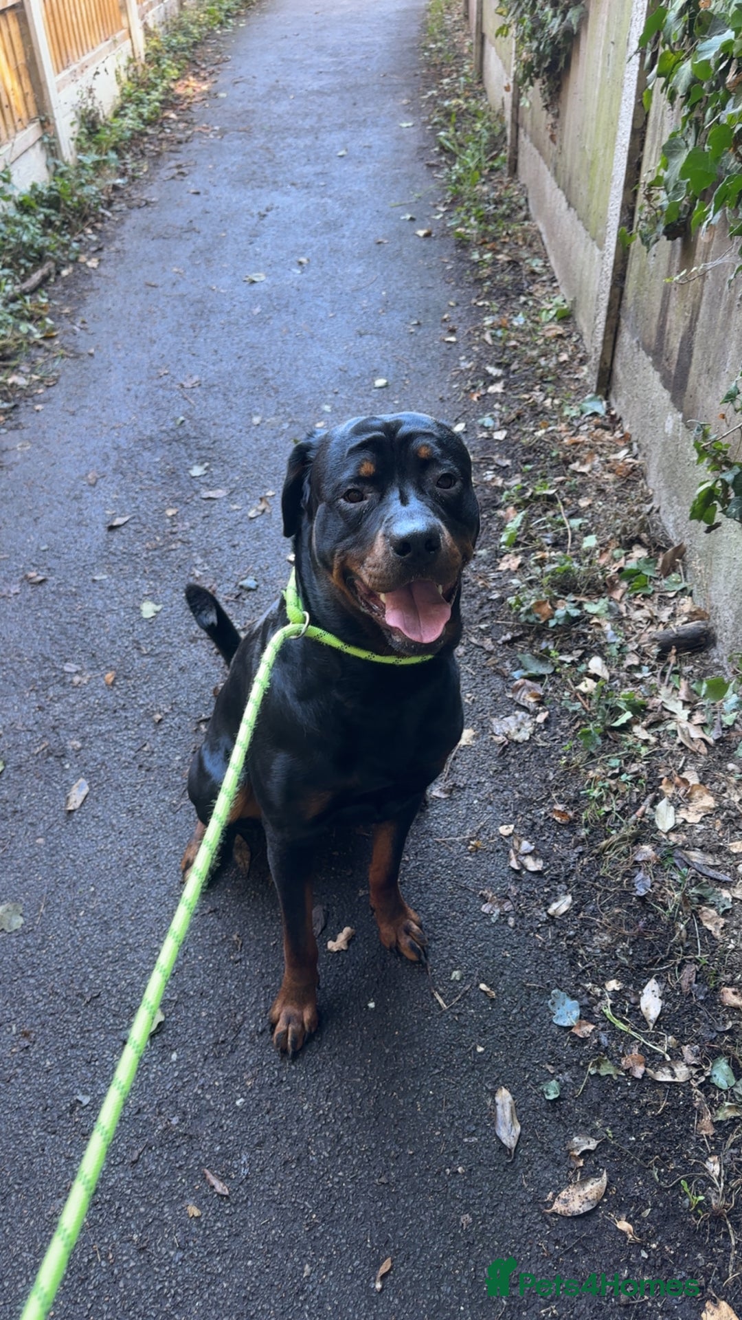 Rottweiler dogs for sale: Looking for a Loving New Home for My Best Friend - Image 2