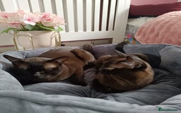 Burmese cats for sale: Burmese kitten 2 boys  - Image 5